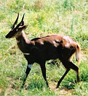 Bush buck