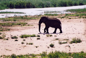 Thonga Beach